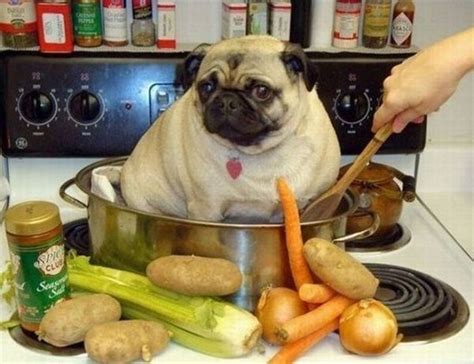 2 Cute Animal Pics Funny Pug Dog Being Cooked For Dinner