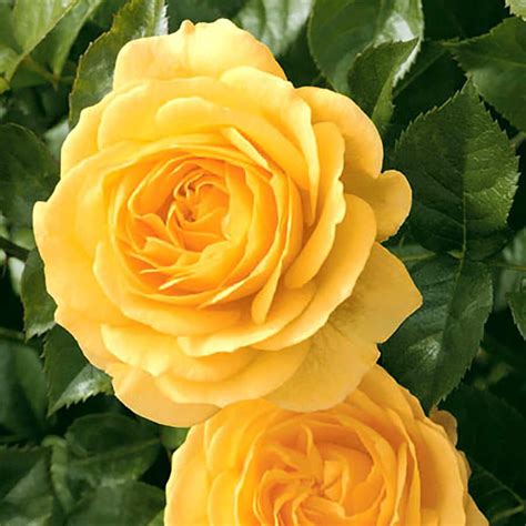 Yellow Rose Flowering Shrub In Pot With Soil At