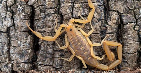 The Largest Scorpion In The World Is An Absolute Unit Az Animals