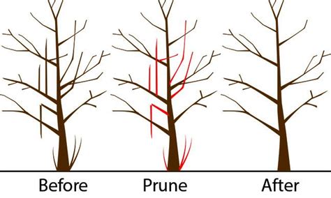 Signs You Need To Prune Your Trees Hedge King