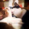 For most of these symptoms, if only one eye is affected, it is most likely from trauma. Cat's third eyelid showing.. please help | TheCatSite
