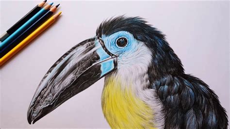 Toucan Bird Drawing Time Lapse How To Draw Toucan Bird With Color