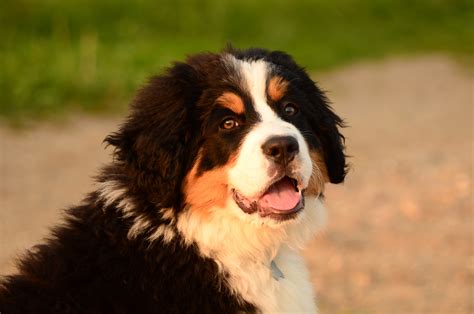 Bernese Mountain Dog Lifespan Why The Short Life Expectancy