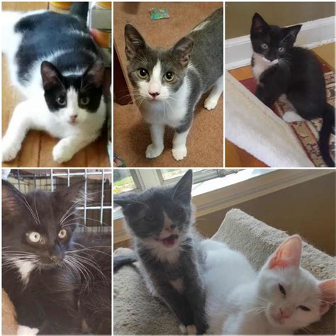 Cute Kittens Up For Adoption In Union County Summit Nj Patch