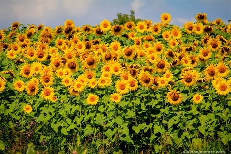 Sunflower Farm In Innisfil