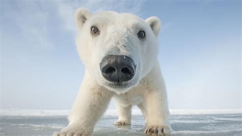 The Extraordinary Adventures Of Polar Bear Cubs Wlrn
