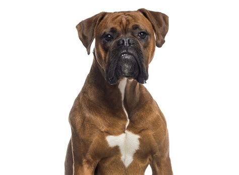 Personality Traits Of The Boxer Bulldog Mix Breed You Didn