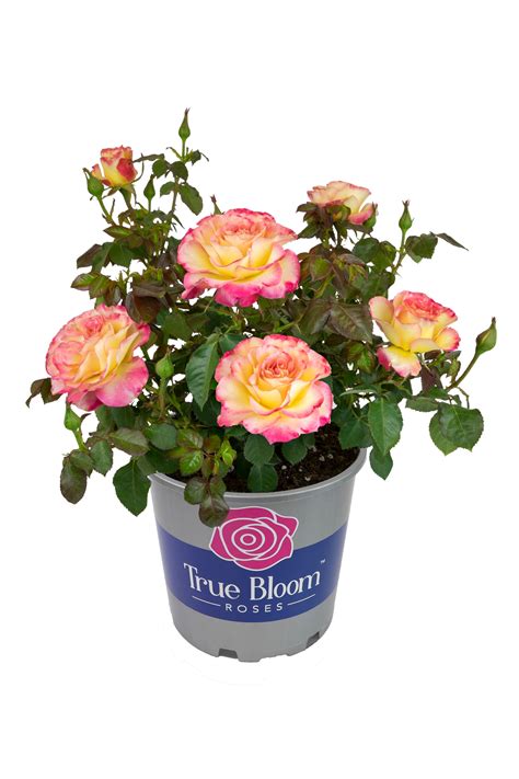 True Bloom Sincerity Rose Roses at Lowes.com