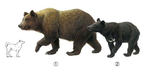 1エゾヒグマ ；食肉目クマ科ヒグマ属。頭胴長約200cm、体重約230kg。北海道に生息。