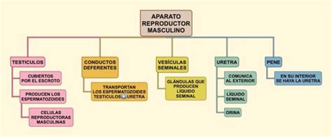Aparato Reproductor Masculino Mapa Conceptual ¡guía Paso A Paso