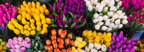 El Significado De Los Tulipanes Según Su Color Blog Verdecora
