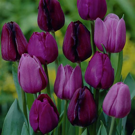 Tulips Nonstop Purple Blend Plants Bulbs Seeds At Lowes Com