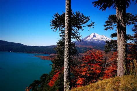 Volcano Chile Forest Lake Fall Snowy Peak Trees Monkey Puzzle