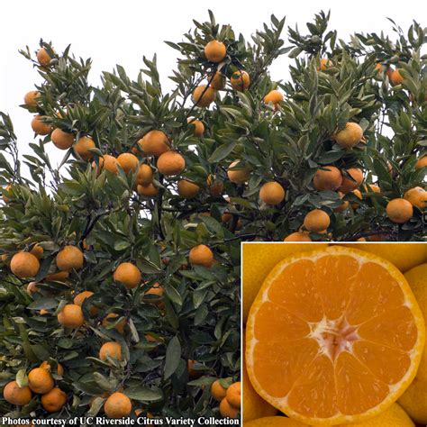 Satsuma Mandarin Orange Tree ‘frost Owari Citrus Unshiu Satsuma