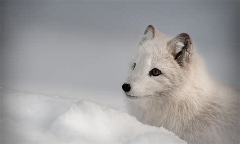 Arctic Fox Species Wwf