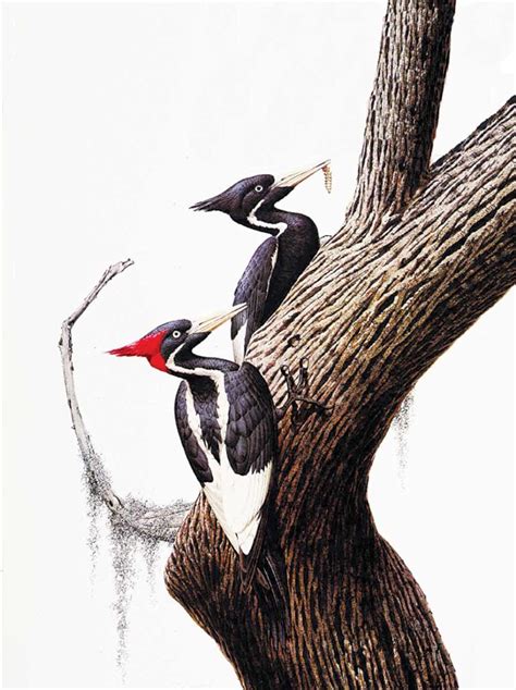 ivory billed woodpecker drawing