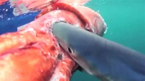 Again, this is because the giant squid live in the twilight zone. Blue shark devours giant squid| Latest News Videos | Fox News
