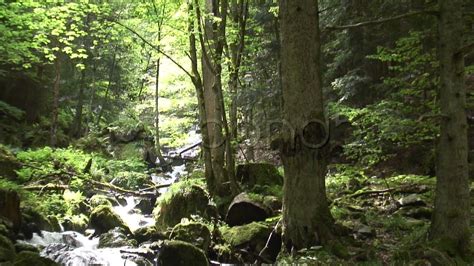Creek In A Green Forest Stock Footage Youtube
