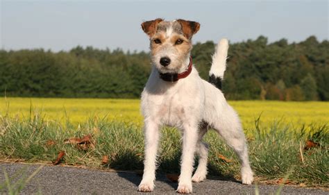Parson Russell Terrier Breed Guide Learn About The Parson Russell