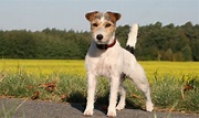 Parson Russell Terrier Breed Guide - Learn about the Parson Russell ...