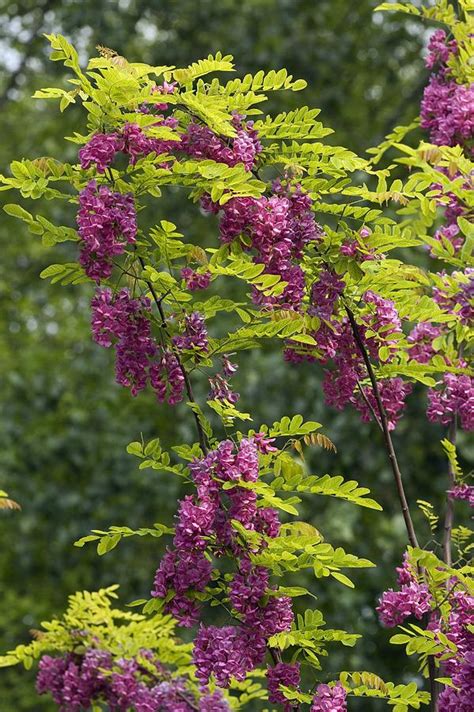 Rose Acacia Robinia Hispida Photograph By Bob Gibbons