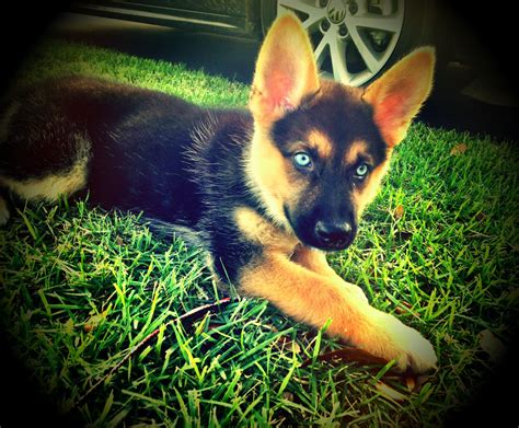 German Shepherd Want Play German Shepherd Husky Puppies German