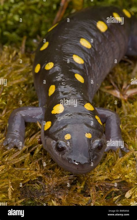 Spotted Salamander Ambystoma Maculatum New York Usa In Early Spring