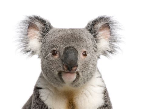 Koalas Facts About Iconic Marsupials Live Science