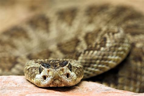 12 Remarkable Facts About Rattlesnakes