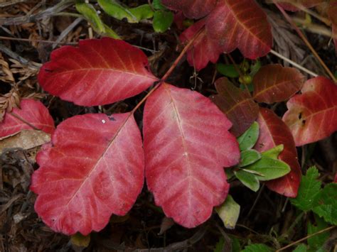 Identify And Treat Poison Oak Jakes Nature Blog