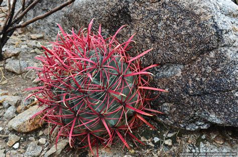 Barrel Cactus Part 2 ~ Biology Glossary
