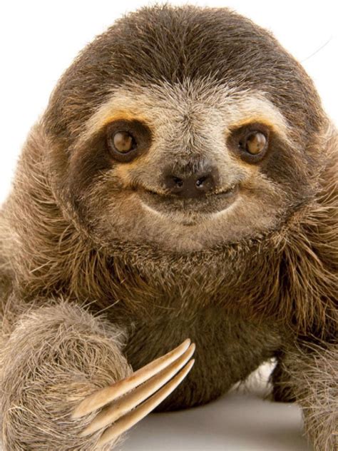 What A Face Baby Sloth Pictures Sloth Photos Animal Pictures Funny