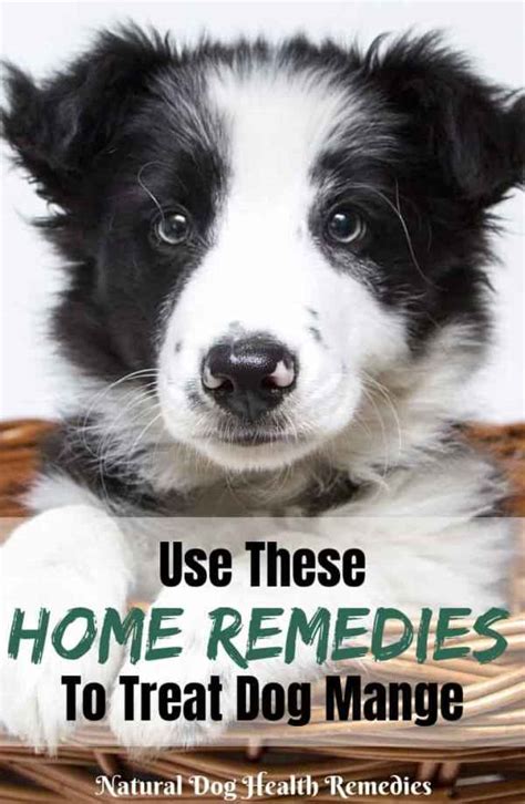 Home Remedies For Mange In Dogs And Puppies