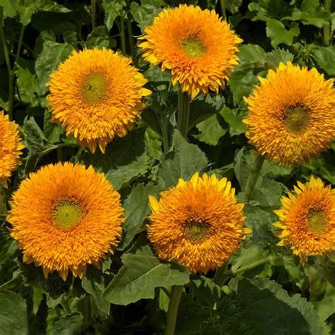 Sunflower Orange Sun Doubles Seedshelianthus Anuus Flower Seeds