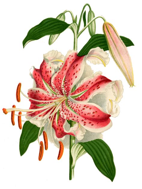 Instant Art Printable Botanical Lily The Graphics Fairy