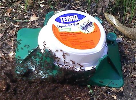 In this case, insects very quickly destroy the entire root system of your trees. How to Get Rid of Ant Hills: Top 10 Best Ways to Destroy ...