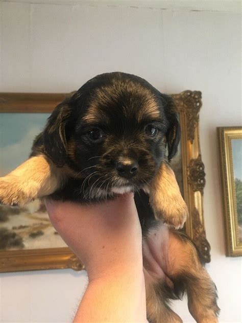 Cavalier King Charles Spaniel X Jack Russell Puppies For Sale In