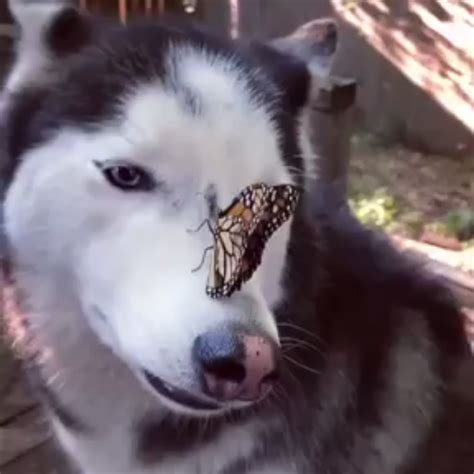 Puzzled Husky Goes Adorably Cross Eyed While Pondering A Butterfly That