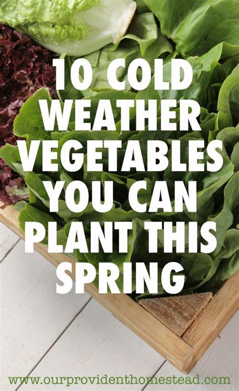 10 Cold Weather Vegetables You Can Plant This Spring Cold Weather