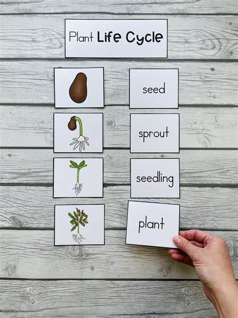 Plant Activities For Kindergarten Or First Grade Plant Needs Life