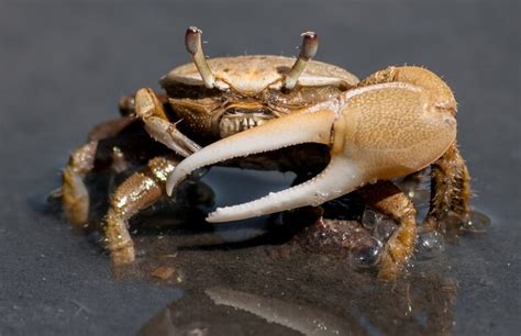 Fiddler Crabs And Mudskippers Can They Live Together Sea Life Planet