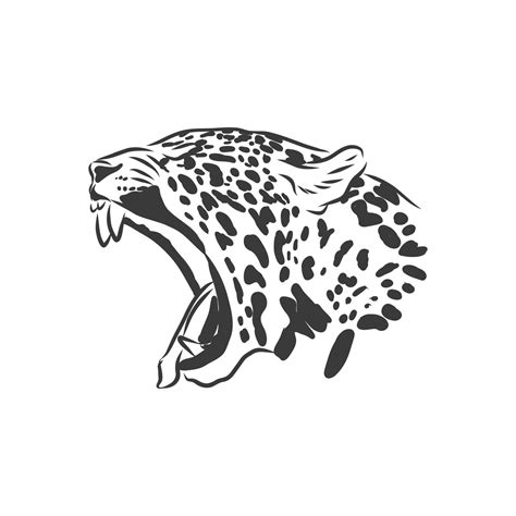 Jaguar Hand Drawn Sketch Illustration Isolated On White Background