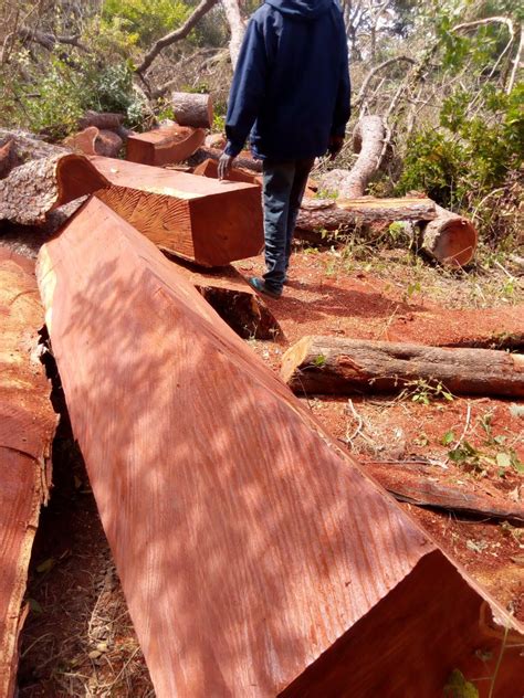 African Mesquite | The Wood Database - Lumber Identification (Hardwood)