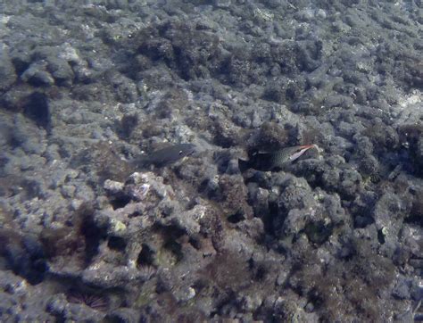 Exploring Maui Reef Fish Identified