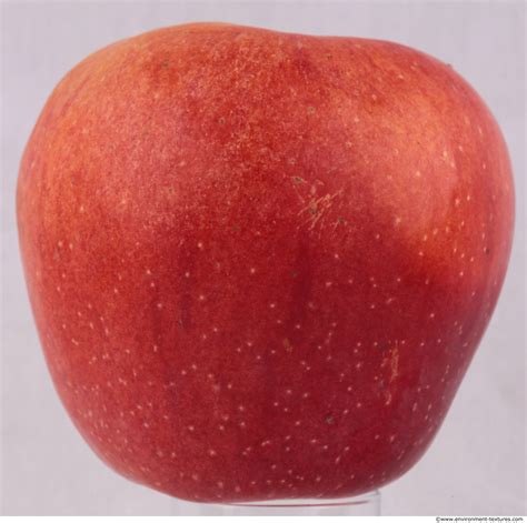 Apple photo texture.jpg | Anatomy References for Artists