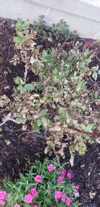 How To Identify And Treat Common Rose Diseases Gardeners Path