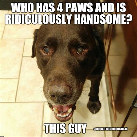 Who Has 4 Paws And Is Ridiculously Handsome This Guy Imgflip