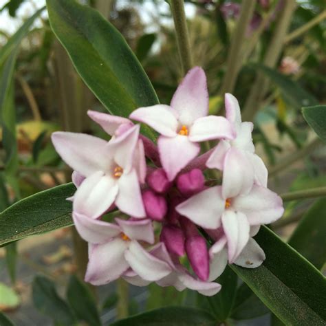 Daphne Odora Aureomarginata Un Arbuste à Longue Floraison Parfumée