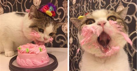 This Cat Got A Birthday Cake And Its Adorable Top13