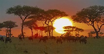 La serie documental Serengueti lleva las maravillas del parque natural ...